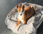 Un Basenji allongé sur un panier