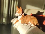 Un Basenji allongé sur un canapé