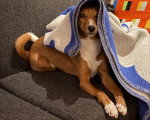 Un Basenji allongé sur un canapé et recouvert d'une serviette