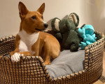 Un Basenji allongé dans un panier