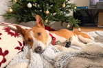 Un Basenji allongé sur un lit