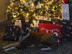 Un Basenji allongé près d'un sapin