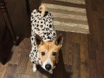 Un Basenji sur un parquet et portant un manteau pour chien
