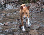 Un Basenji marchant dans l'eau
