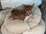 Un Basenji allongé sur un coussin et portant un collier autour du cou