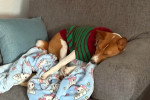 Un Basenji allongé sur un fauteuil