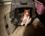 Un Basenji allongé dans sa niche
