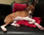Un Basenji allongé sur un canapé