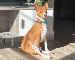 Un Basenji assis et portant un collier autour du cou