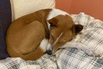 Un Basenji allongé sur une couverture et semblant dormir