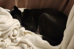 Un Basenji allongé sur une couverture et semblant dormir