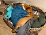 Un Basenji allongé dans un panier et portant un pull-over pour chien