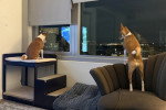 Deux Basenji regardant par la fenêtre 