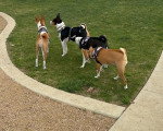 Quatre Basenji sur un terrain herbeux