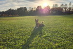 Un Basenji allongé sur une pelouse