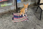 Un Basenji assis devant un réfrigérateur 