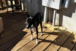 Un Basenji sur un plancher