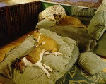Trois Basenji allongés dans un appartement