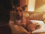 Un Basenji assis sur un fauteuil et portant une ceinture autour du cou