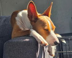 Un Basenji allongé sur l'accoudoir d'un canapé 