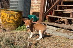 Un Basenji sur un terrain herbeux