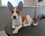 Un Basenji allongé sur une table