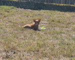 Un Basenji allongé sur un terrain herbeux