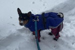 Un Basenji sur une surface enneigée