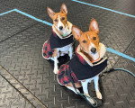 Deux Basenji assis et portant un manteau