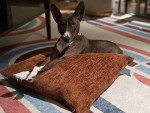 Un Basenji allongé sur un coussin