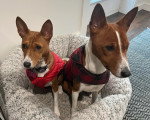 Deux Basenji assis dans un panier