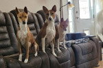 Trois Basenji assis sur un canapé