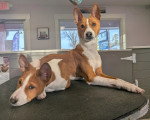 Deux Basenji allongés sur une table