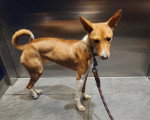 Un Basenji tenu en laisse