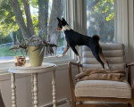 Un Basenji admirant le paysage par la fenêtre