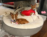 Deux Basenji allongés sur un panier 