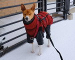 Un Basenji tenu en laisse sur une surface enneigée et portant un manteau