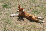 Un Basenji allongé sur un terrain herbeux