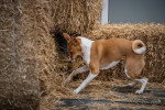 Un Basenji semblant rechercher quelque chose dans une touffe de paille