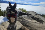 Un Basenji assis sur un rocher