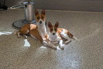 Deux Basenji allongé et regardant vers la caméra