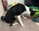 Un Basenji assis sur une moquette