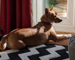 Un Basenji allongé sur un tapis