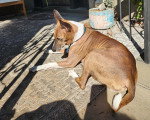 Un Basenji allongé sur un tapis