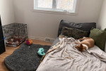 Un Basenji allongé sur un lit