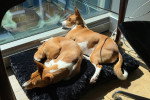 Deux Basenji allongés sur un coussin