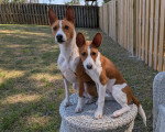 Un Basenji assis sur un panier
