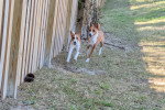 Deux Basenji courant sur un terrain herbeux