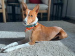 Un Basenji allongé sur un tapis