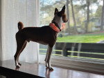 Un Basenji sur une table  portant un collier autour du cou et regardant par la fenêtre 
